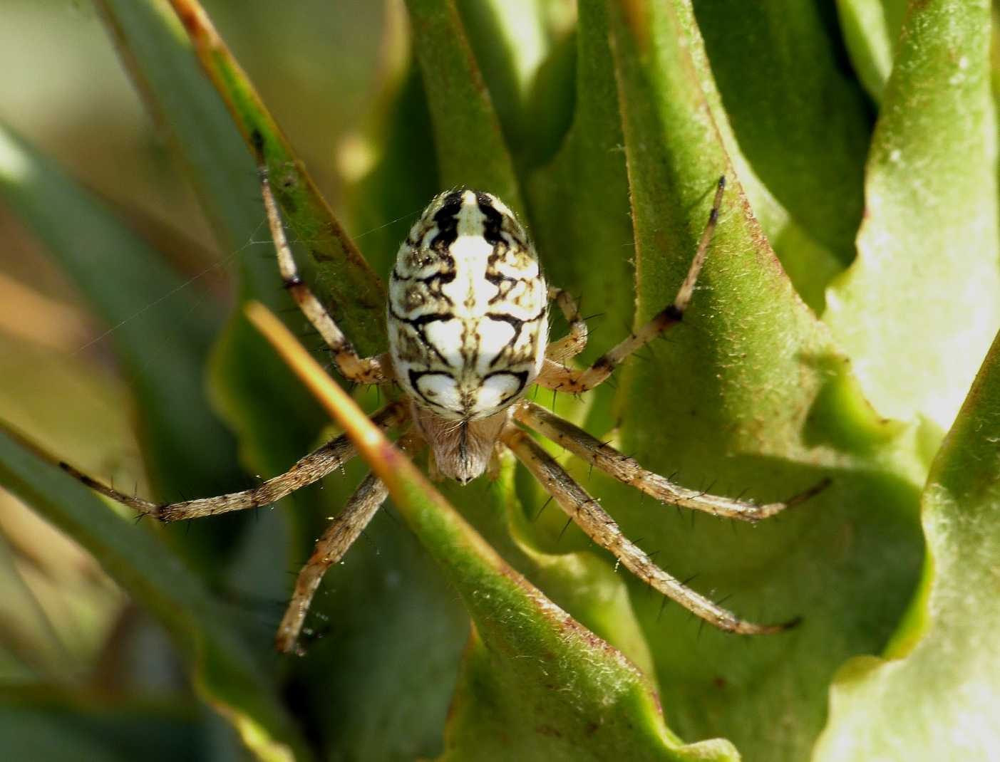 Carrellata di Neoscona adianta